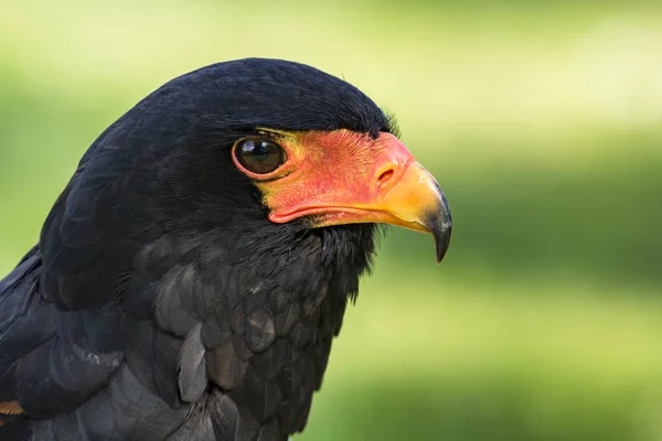 El bateleur (Terathopius ecaudatus ) —  Fotos de Stock