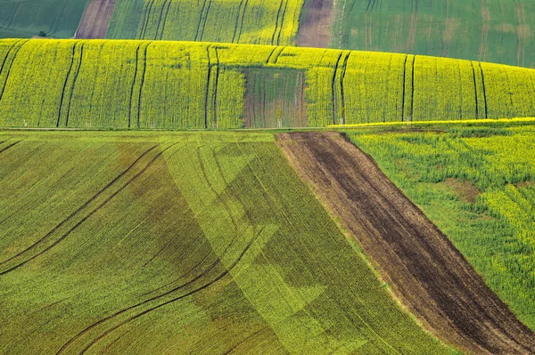 Texturas de Moravia en campos de Moravia —  Fotos de Stock