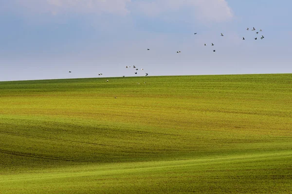 Morawski rano minimalne krajobraz z lotu ptaków — Zdjęcie stockowe
