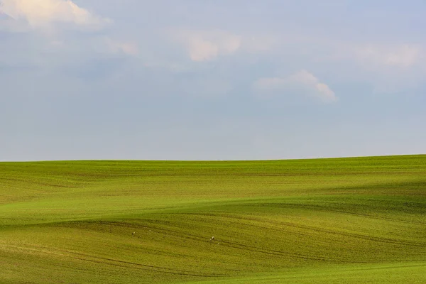 Mähriska vågiga minimal landskap — Stockfoto