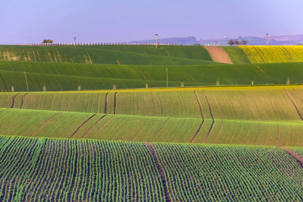 Wellige Hügel im Frühling in Südmähren — Stockfoto