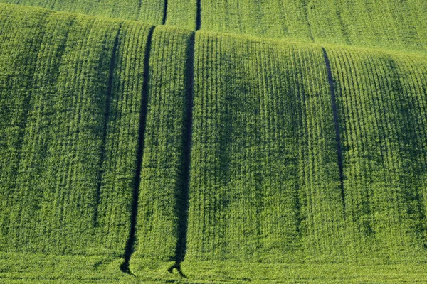 Mähriska gröna böljande landskap — Stockfoto