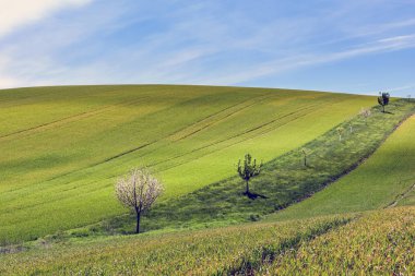 Moravyalı peyzaj çiçek açan ağaçlar