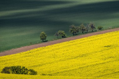 Yeşil alan alanıyla sarı kolza tohumu 