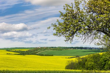 Dalgalı meadows manzara South Moravia'deki / daki bahar