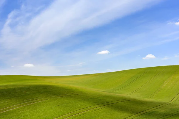 Campo de grãos verdes e céu azul nublado — Fotografia de Stock