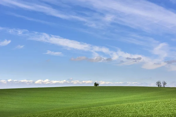 Campo verde ondulado com céu azul nublado — Fotografia de Stock