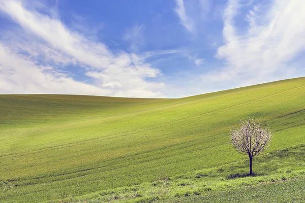 Blühender Baum auf Südmähren welligen Feldern — Stockfoto