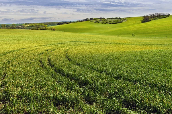 Feld aus grünem Korn und wolkenlosem blauem Himmel — Stockfoto