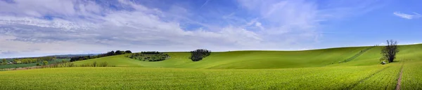 Panorama von grünem Getreidefeld und wolkenlosem blauen Himmel — Stockfoto