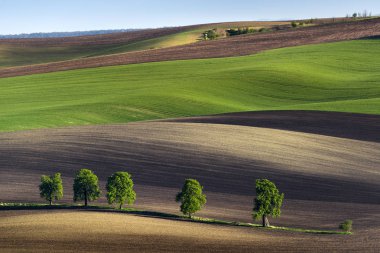 Dalgalı bahar alanları, South Moravia yalnız ağaçta