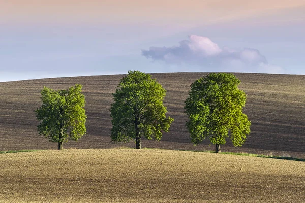 Drei einsame Bäume auf welligem Boden — Stockfoto