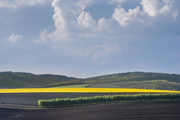 Geel koolzaad veld en rij bomen, Zuid-Moravië — Stockfoto