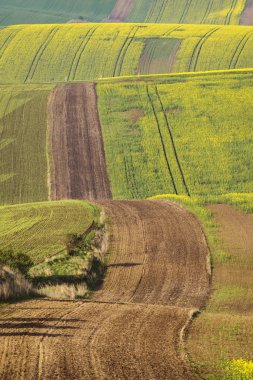 South Moravia'deki / daki renkli dalgalı tepeler