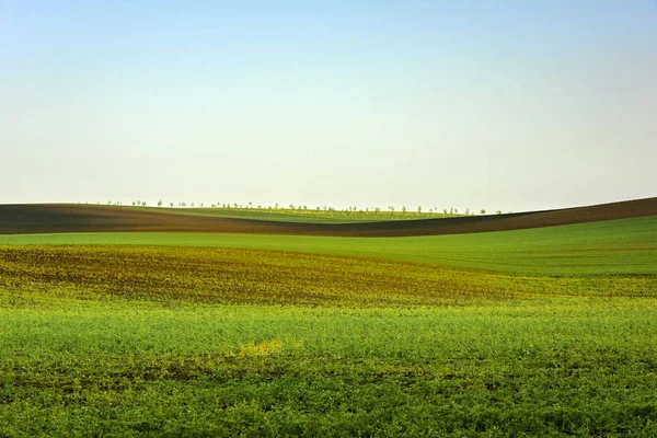 Волнистые холмы, весна в Южной Моравии — стоковое фото