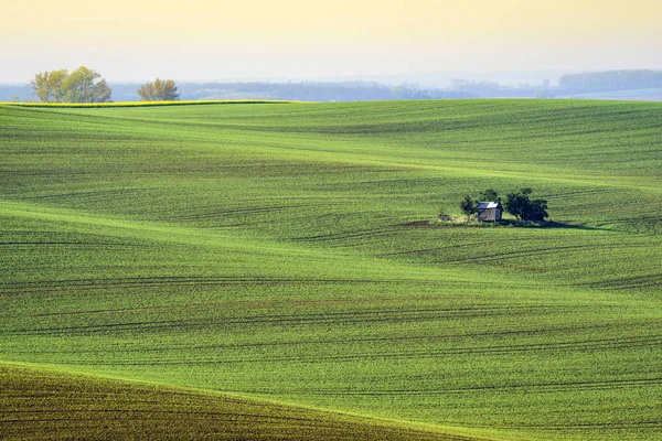 Wavy hills in South Moravia during sunrise — Stock Photo, Image