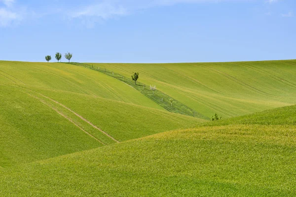 Området gröna korn och grumlig blå himmel — Stockfoto