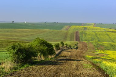 Gündoğumu boyunca South Moravia'deki / daki dalgalı tepeler