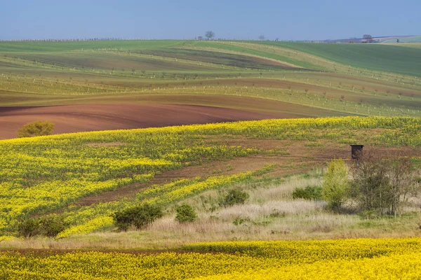 Kleurrijke golvende heuvels in Zuid-Moravië — Stockfoto
