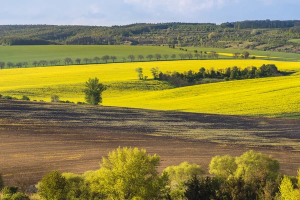 Хвилясті полів у вечірній час на Південна Моравія — стокове фото