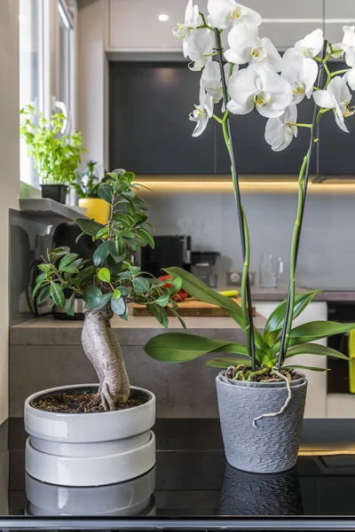 Orquídeas em vasos de flores na cozinha moderna — Fotografia de Stock