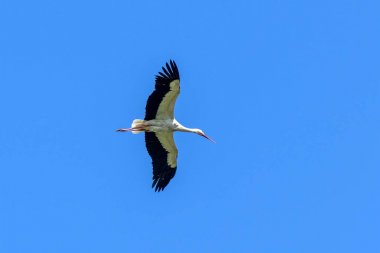 Açık mavi gökyüzü üzerinde uçan leylek 