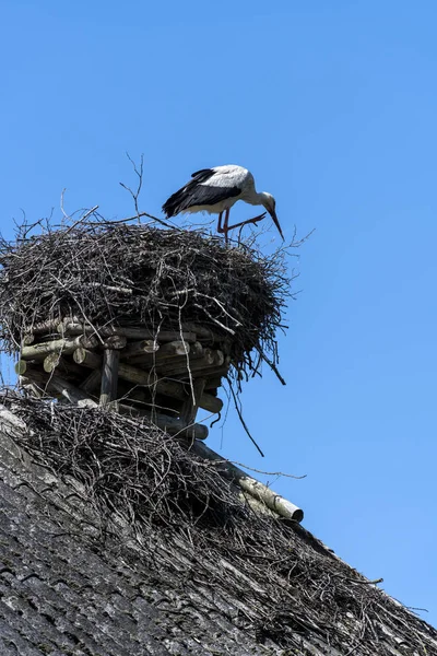 自分の巣でコウノトリ — ストック写真