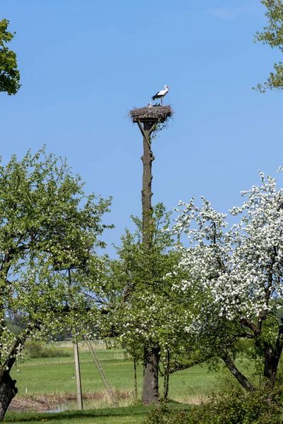 Cegonha branca em seu ninho — Fotografia de Stock