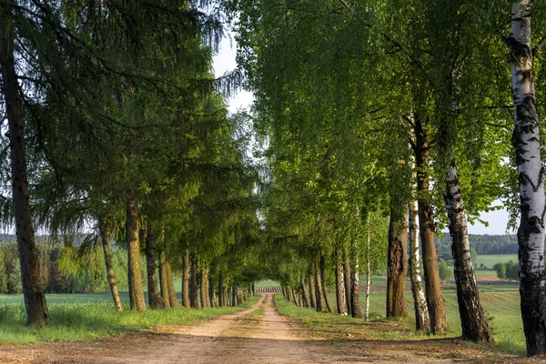 Route de campagne traversant une allée d'arbres — Photo