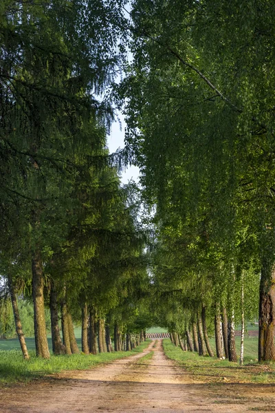 Estrada rural que atravessa o beco das árvores — Fotografia de Stock