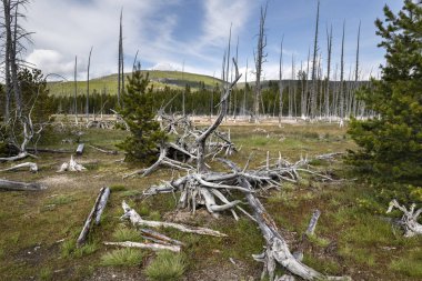 Yellowstone Ulusal Parkı 'nda ölü ağaçlar