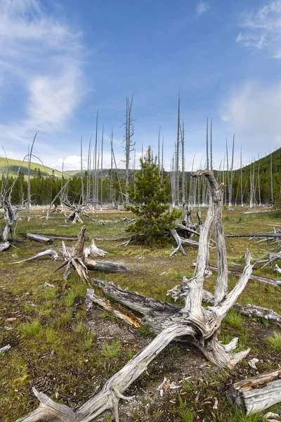 Árvores mortas no parque nacional de Yellowstone — Fotografia de Stock