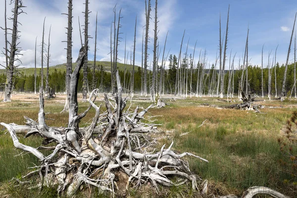 Alberi morti nel Parco Nazionale di Yellowstone — Foto Stock