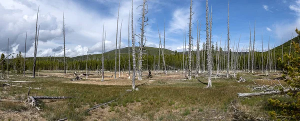 Pohon mati di Taman Nasional Yellowstone — Stok Foto