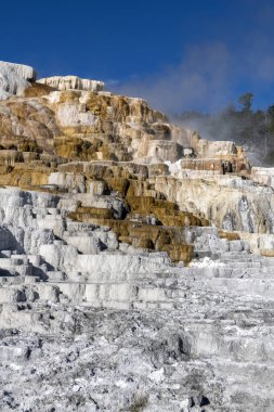Aşağı Teras Mamut Kaplıcaları, Yellowstone