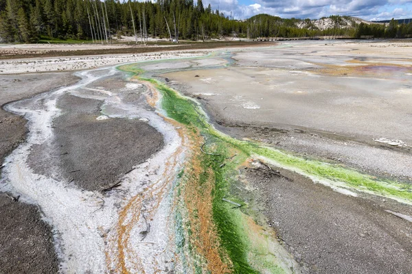 Algas Cyanidium verde-limão em Yellowstone — Fotografia de Stock