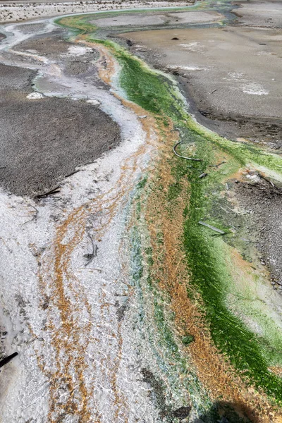 Algas cianídicas de color verde lima en Yellowstone —  Fotos de Stock