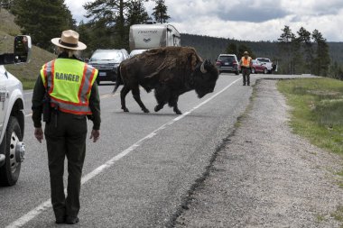 Bizon Yellowstone Ulusal Parkı 'nda otobanda yürüyor. 