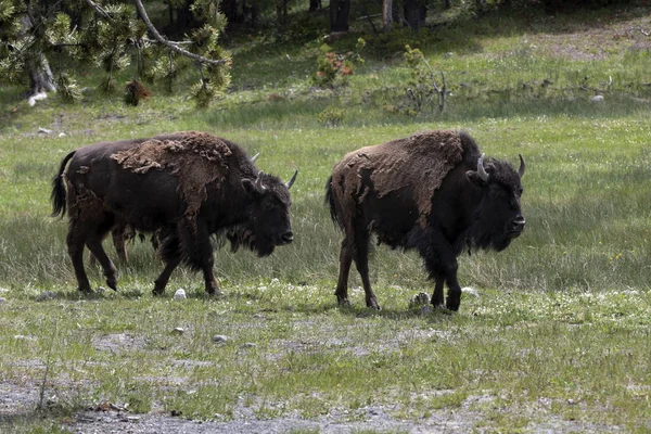 Dois bisões (búfalos) no Parque Nacional de Yellowstone — Fotografia de Stock