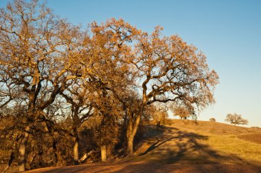 Sonoma County manzara
