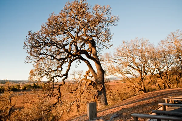 Sonoma County landschap — Stockfoto