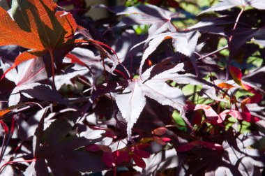 Güneşli bordo yaprakları