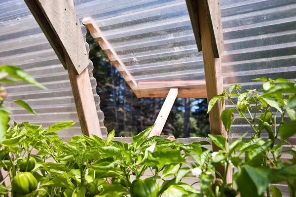 Open greenhouse window — Stock Photo, Image