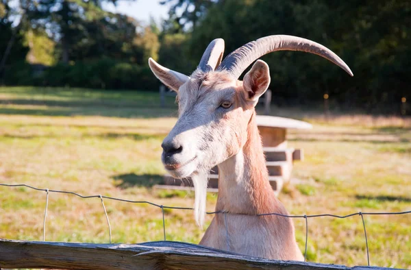 Goat on a farm — Stock Photo, Image