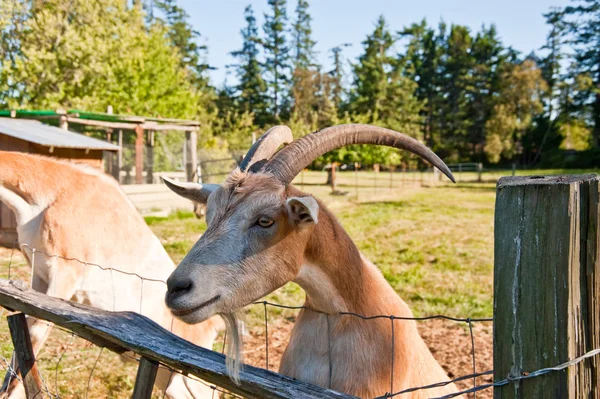 Goat on a farm — Stock Photo, Image