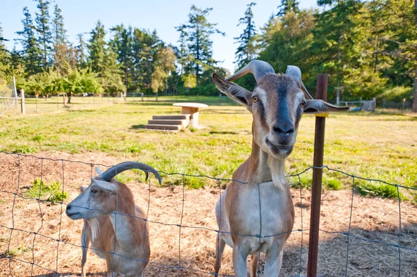 Cabras en una granja —  Fotos de Stock