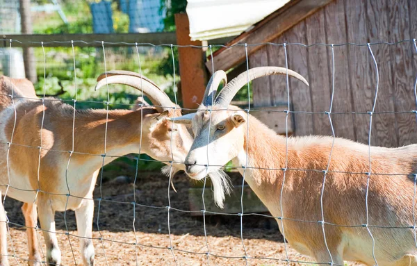 Kozy na farmě — Stock fotografie