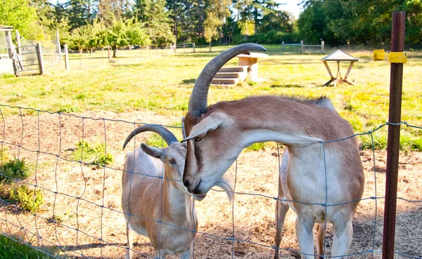 ヤギの農場で — ストック写真