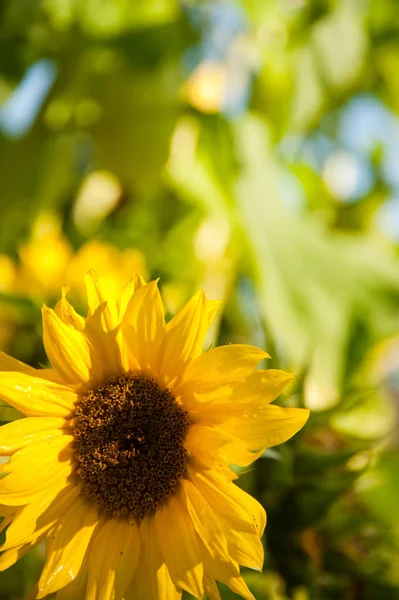 Соняшник соняшниковий і листя — стокове фото