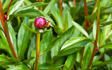 Arı ve çiçek tomurcuk